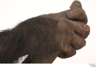 Chimpanzee Bonobo hand 0025.jpg
